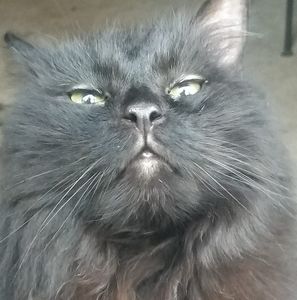 Meet your Posher, Cheryld